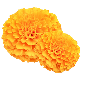 sampoorna-temp.pages.dev favicon